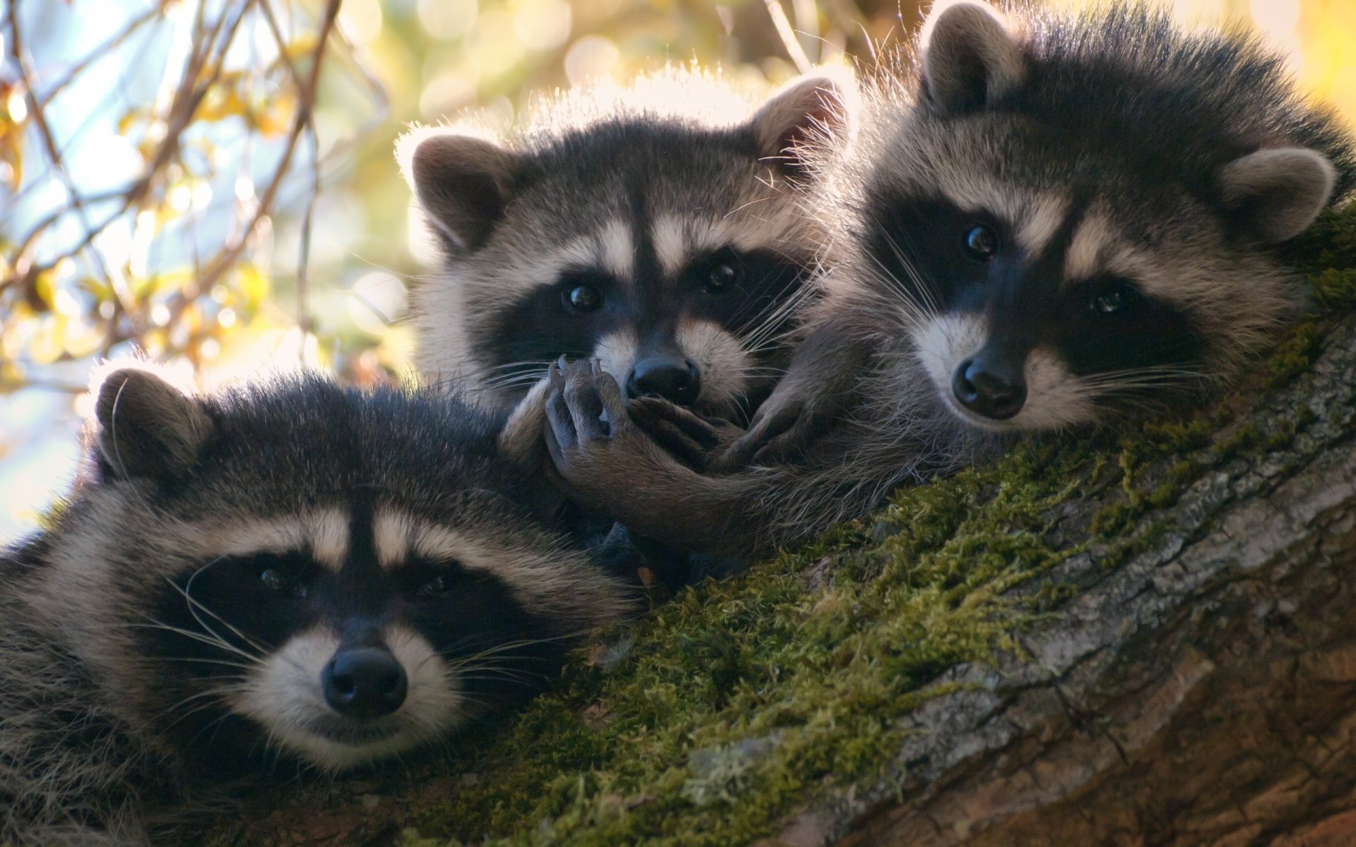 waschbären tiere baum