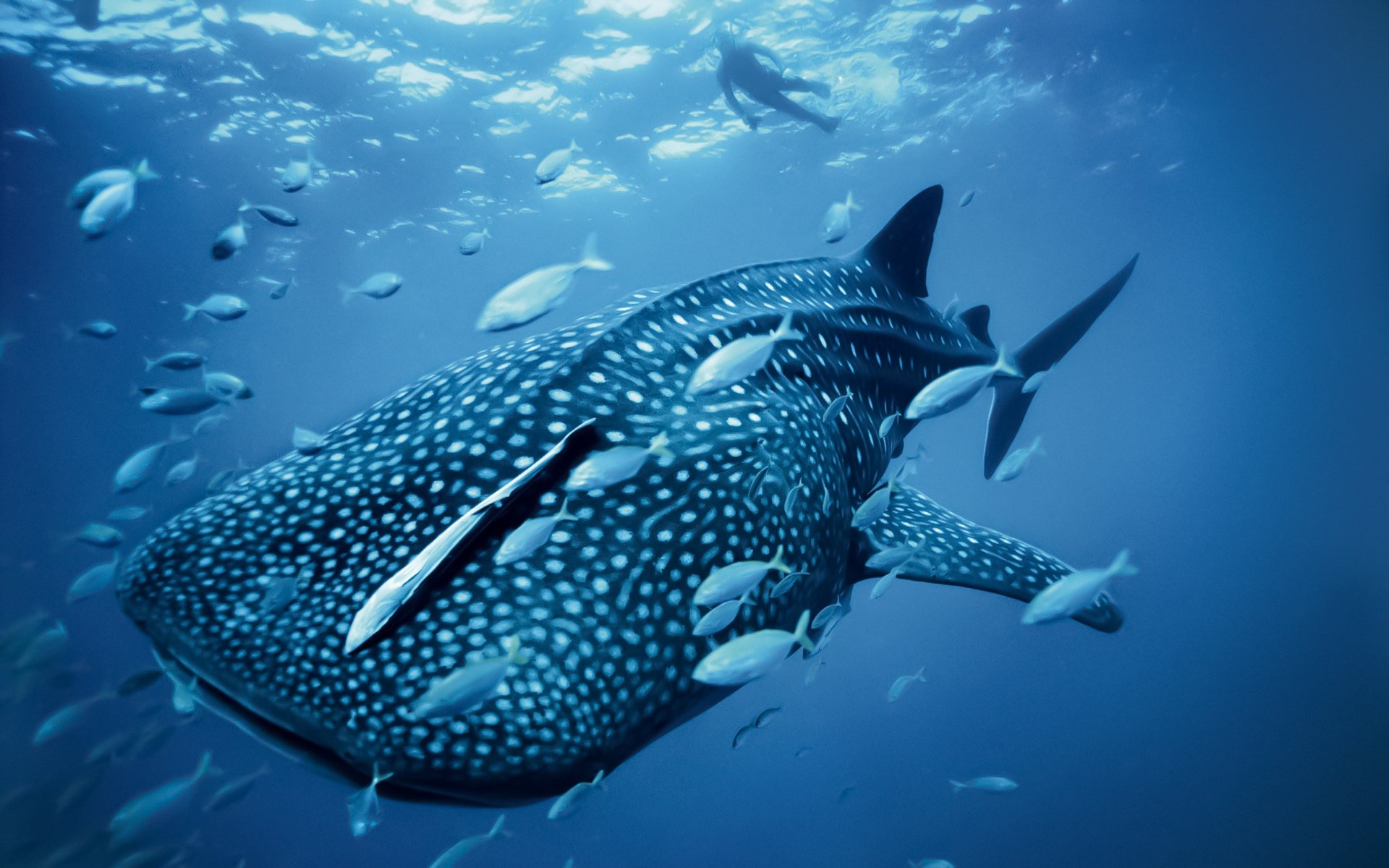 pesce mare oceano balena blu