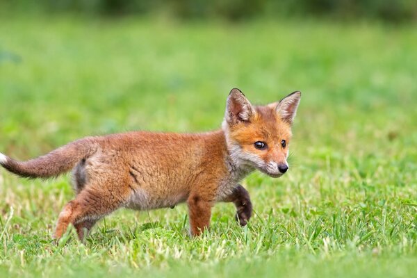 A red-haired cheat runs across the field