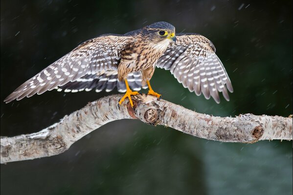 The beginning of winter. A falcon on a branch