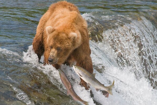 Roter Bär macht Jagd auf Fische