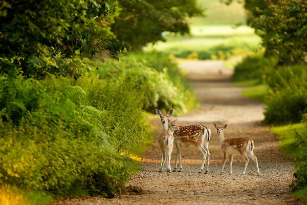 A family of roe deer on a walk in the forest