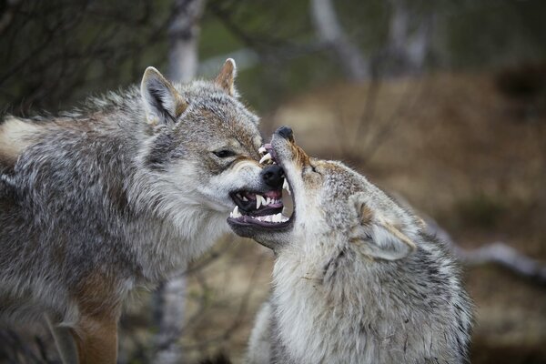 The relationship of wolves in Norway