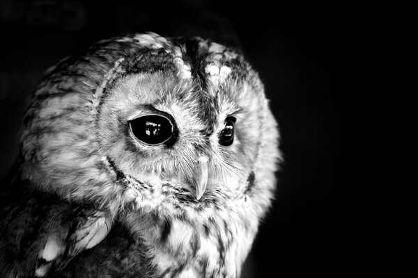 Owl in black and white photo with black eyes