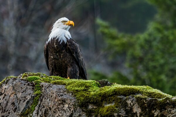 Bald eagle. a bird of prey. beautiful bird