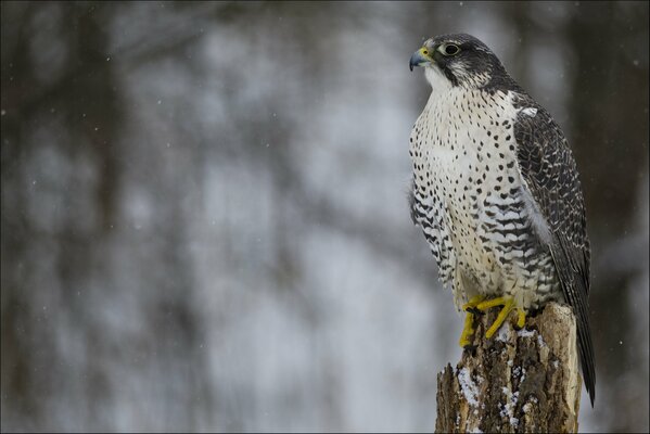 Falcon Winter Schnee Raubtier Jäger