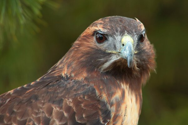 Oiseau de proie faucon aux yeux bruns