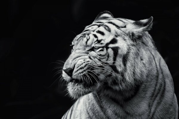 White Tiger in the night