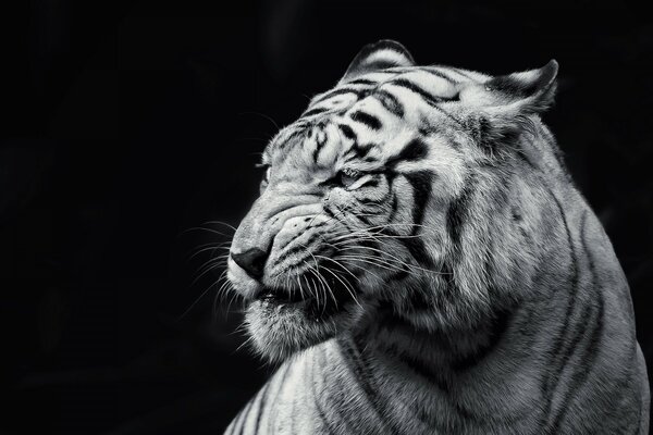 Tigre blanco en la noche