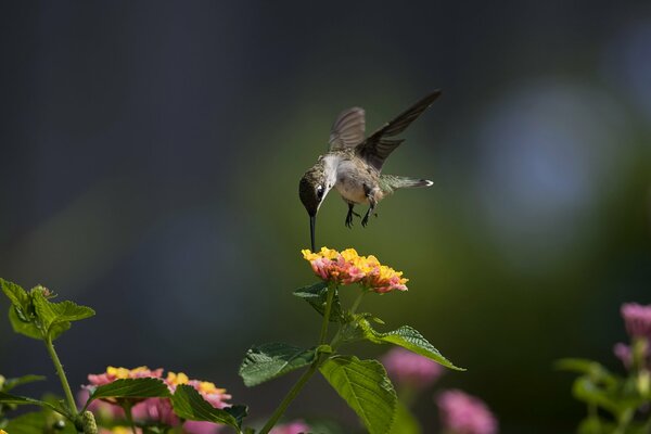Pájaro macro. Pájaro colibrí en una flor. Pintura solar