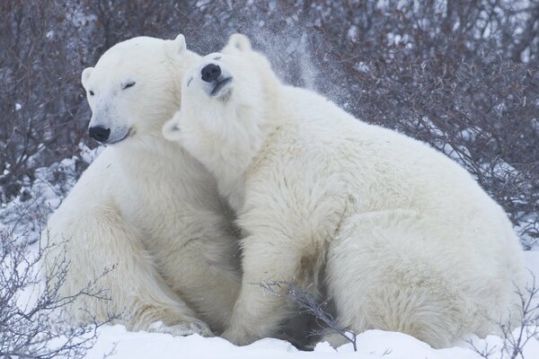 Osos polares en la nieve. Ternura