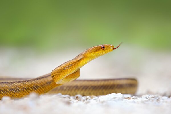 Macro shooting of a snake with a tongue