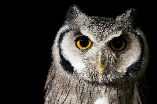 Owl. big-eared owl. forest bird on a black background