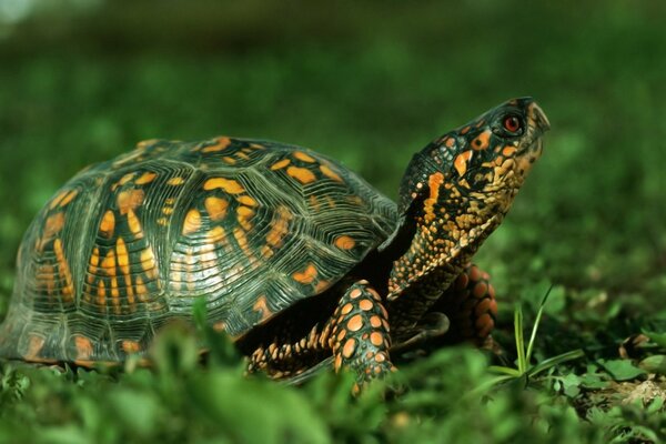 The turtle is lying on the green grass