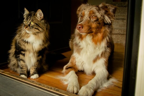 Eine gestreifte Katze zusammen mit einem australischen Schäferhund