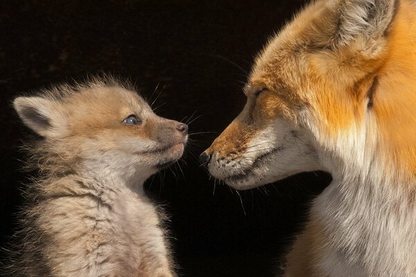 Fuchs und Fuchs schauen sich an