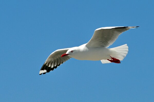 Mouette à ailes grandes dans le ciel