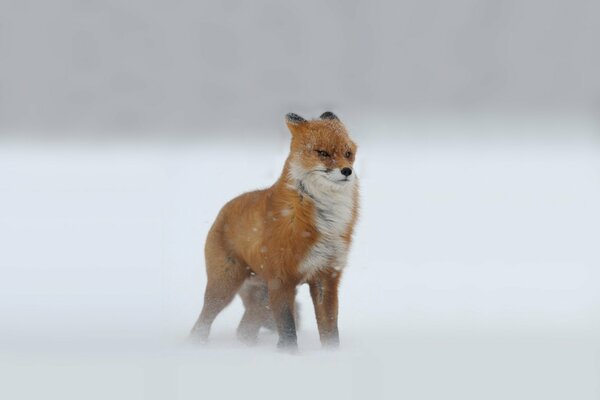 Red fox in the snow, blown by the wind
