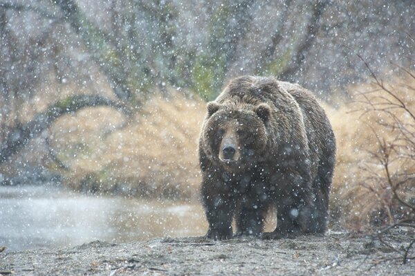 Orso Kamchatka sotto la neve