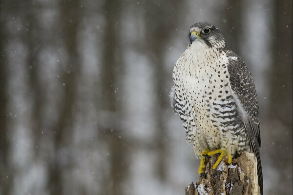 Guardian of the forest bird Falcon