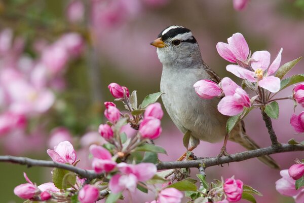 A bird is sitting on a flowering tree