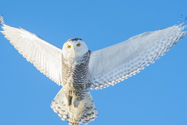 A white owl on a blue sky background
