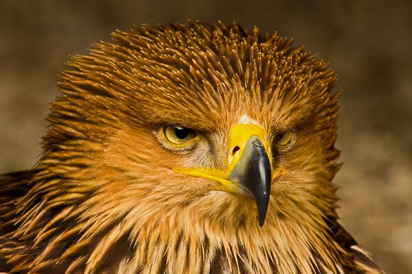 Der gewaltige Blick des Adlers