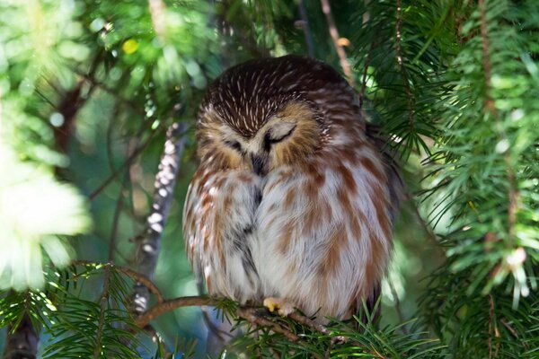 Gufo, gufo reale, uccelli notturni, uccelli in natura