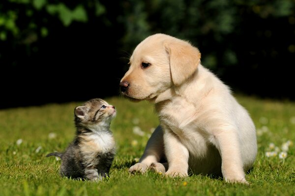 Kitten and puppy on the grass