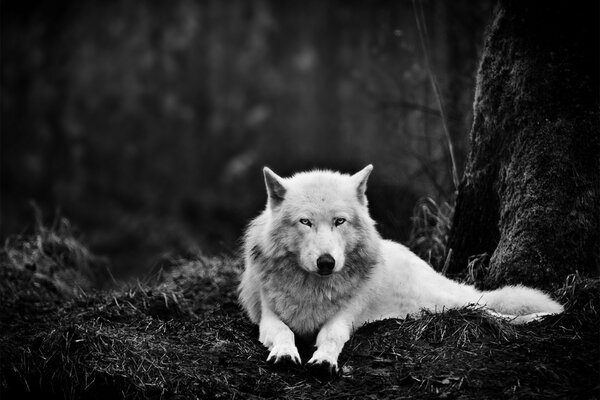 A white wolf lies in a dark forest