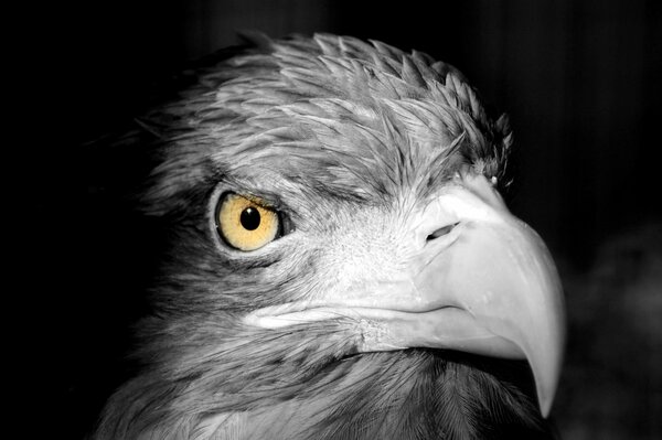 A black and white bird. beak. predatory look