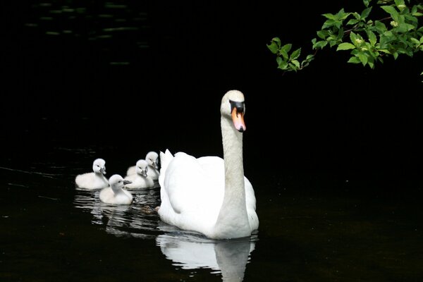 Die Entenfamilie schwimmt freundlich