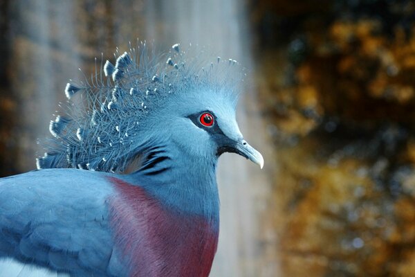 Pigeon gracieuse couronnée au point d eau