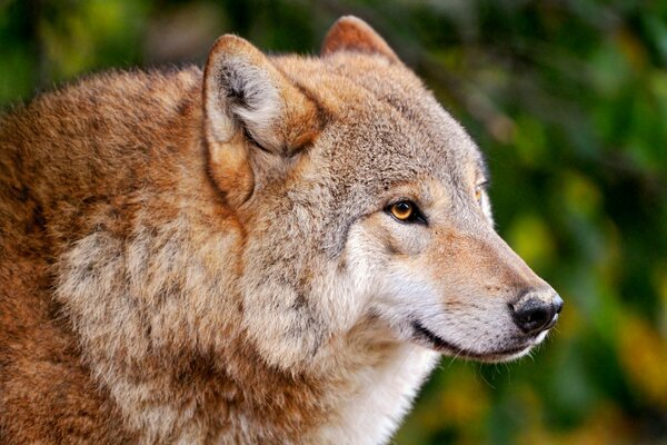 Photo of a wolf on the background of a forest