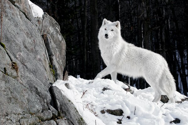 A white wolf stands by a snow-covered mountain