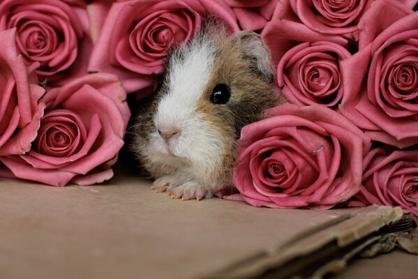 Meerschweinchen unter einem rosa Rosenstrauß