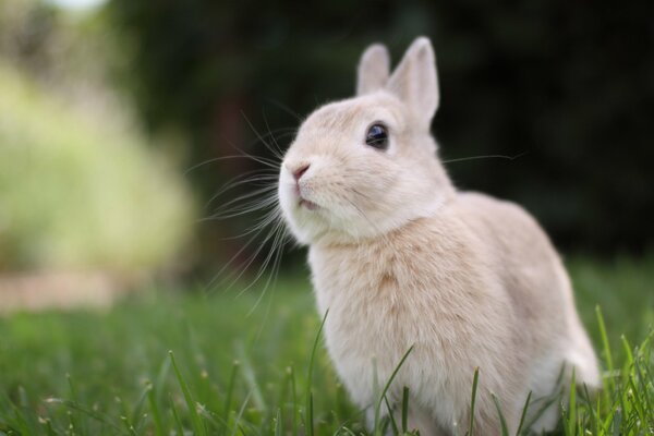 Beżowy królik z uroczą twarzą na zielonym trawniku