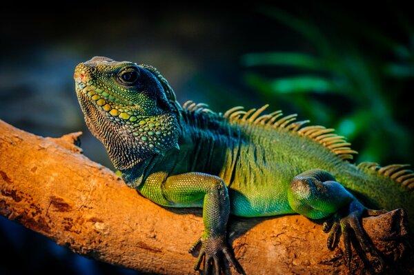 An iguana of extraordinary beauty is sitting on a branch