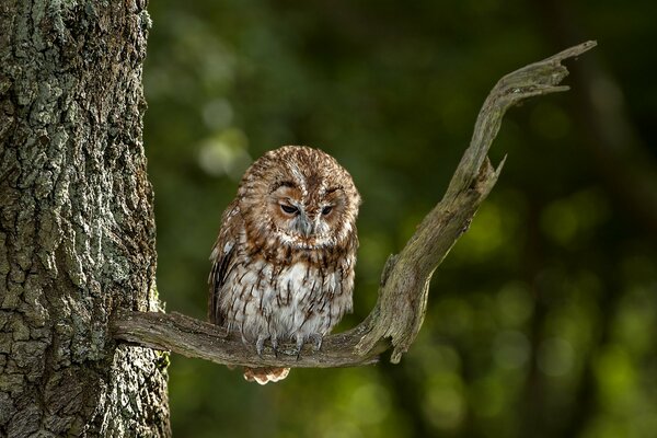 An owl sits in a tree and watches