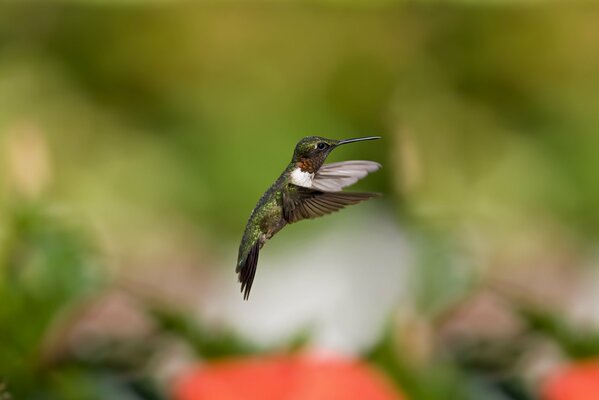 Pájaro colibrí sobre fondo borroso