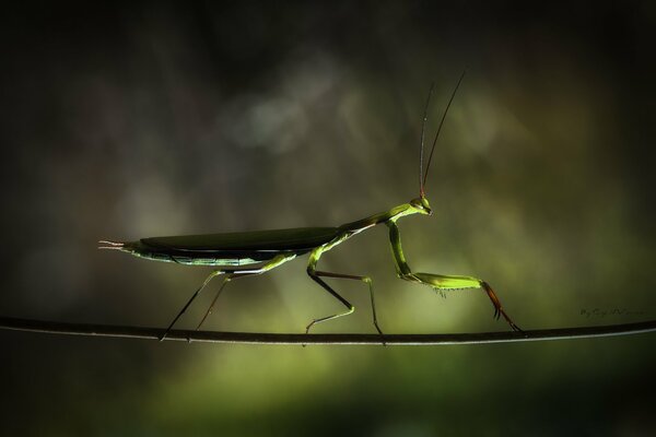 Acrobat mantis crawling on a branch