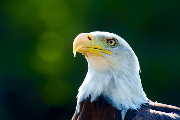 Der stolze Vogel im Vordergrund