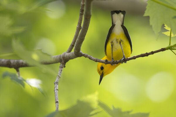 A yellow bird is sitting backwards on a branch