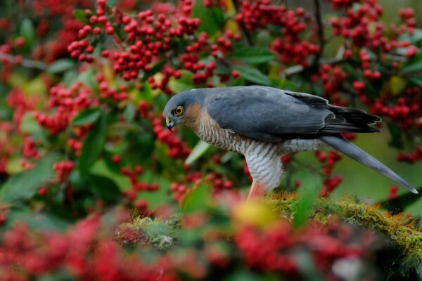 A hawk on the background of a tree with red berries