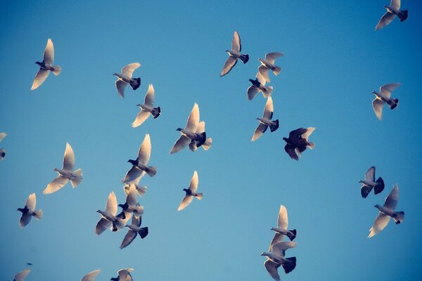 Pigeons. there are a lot of pigeons in the blue sky. birds. urban birds