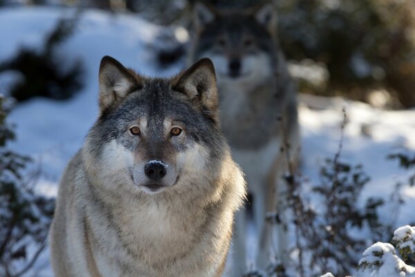 Loups dans la forêt d hiver se promènent