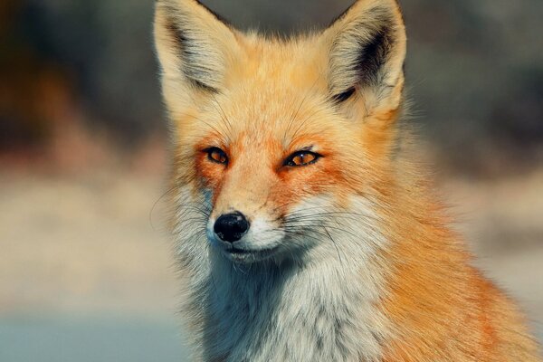 A red fox with a cunning look looks into the distance