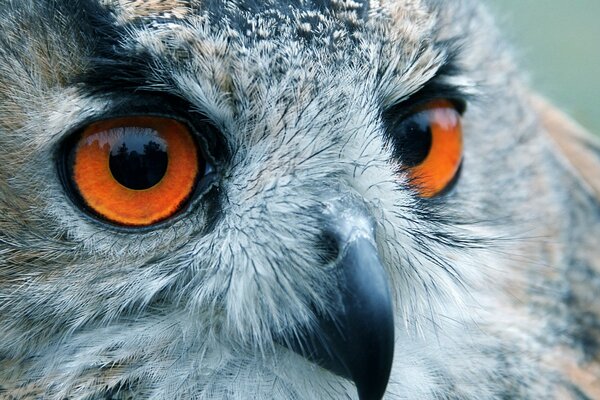 The head of an owl with rusty eyes