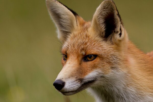 Rousse Renarde inspecté dans le comté