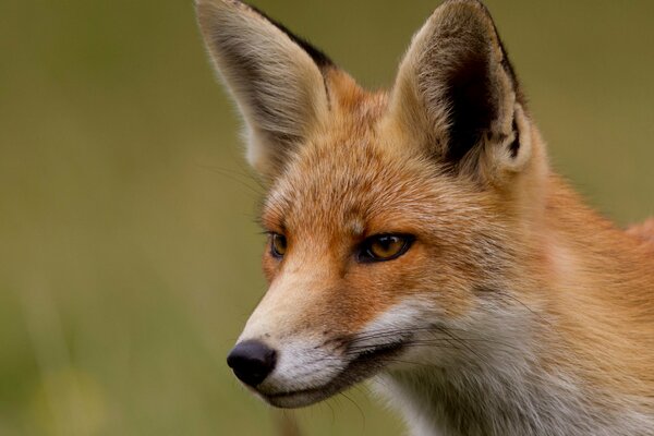 Рыжая лисица осматривается в округ